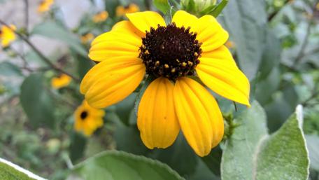 Bright Yellow Flower Close-Up Wallpaper wallpaper