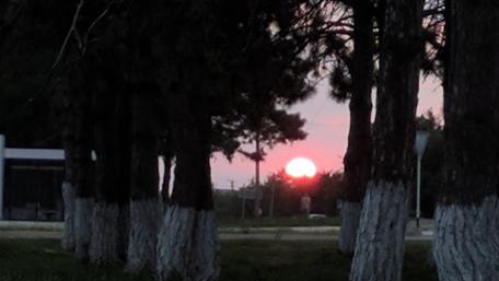Serene Sunset Through Trees wallpaper