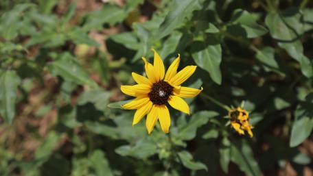 Wild Flower wallpaper
