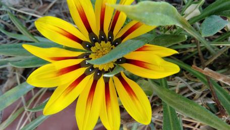 Vibrant Yellow Flower in Full Bloom wallpaper