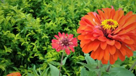Zinnia wallpaper