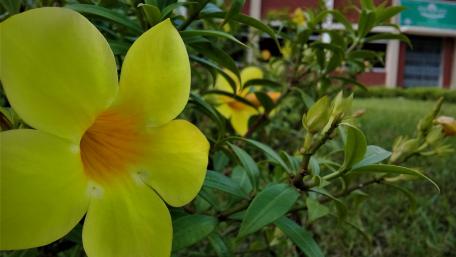 Allamanda Cathartica wallpaper