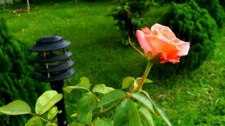 Hybrid tea rose wallpaper