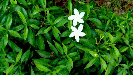 Crepe jasmine wallpaper