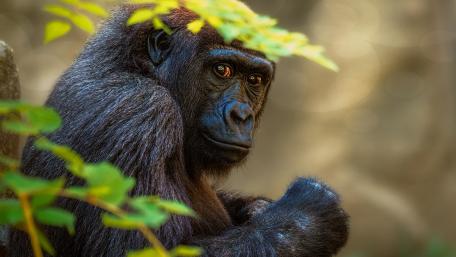 Majestic Jungle Observer in 4K wallpaper