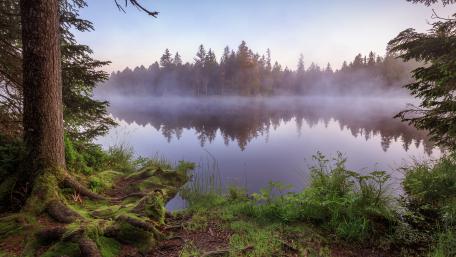 Misty forest reflected on the lake wallpaper