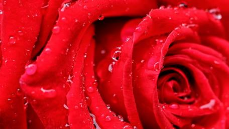 Red Rose with Dewdrops wallpaper