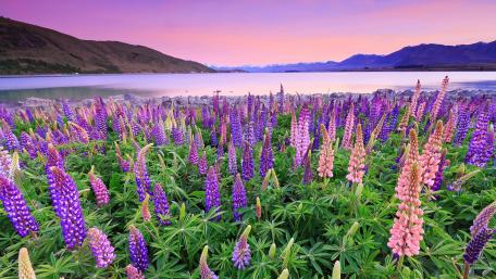 Lake Tekapo wallpaper
