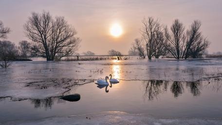 Swans in a Winter Wonderland wallpaper