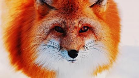Majestic Red Fox in Winter wallpaper
