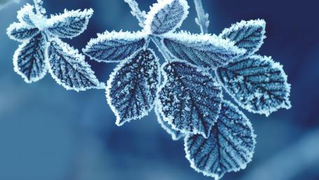 Frozen Leaves wallpaper