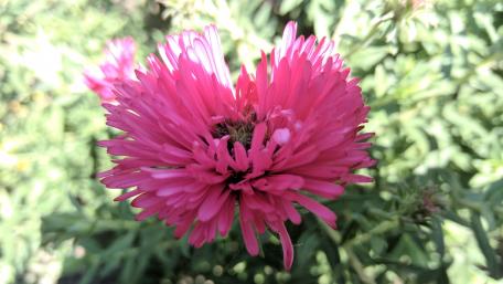 Vibrant Pink Flower Blossom for Nature Lovers wallpaper