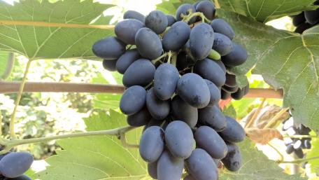 Lush Cluster of Red Grapes for Your Screen wallpaper