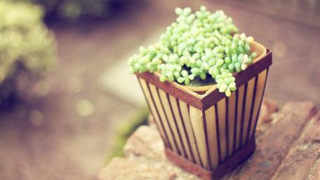 Plants Photography wallpaper
