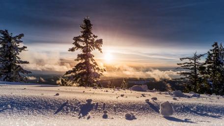 Winter forest during sunset wallpaper
