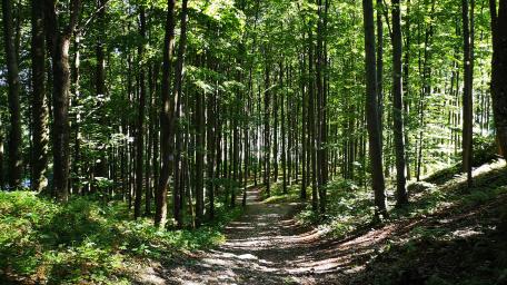 Forest hike wallpaper