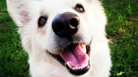 Smiling dog wallpaper