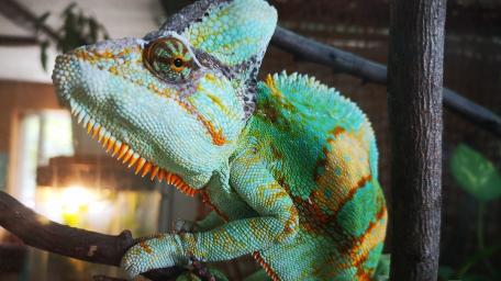 chameleon wallpaper