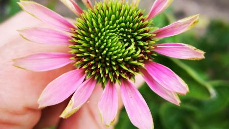 Pink flower in hand wallpaper