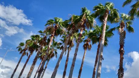 Palm trees wallpaper