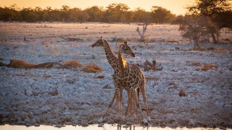 Two headed giraffe wallpaper