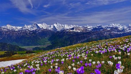 Spring crocus field in Männlichen (Switzerland) wallpaper