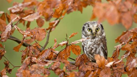 Autumn Owl Amidst Colorful Leaves wallpaper