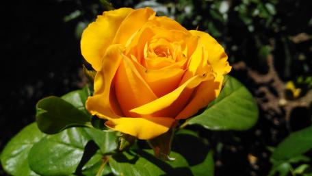 Bright Yellow Rose Blossom for Cheerful Vibes wallpaper