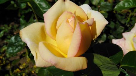 Elegant Yellow Rose Blossom in Blooming Garden wallpaper