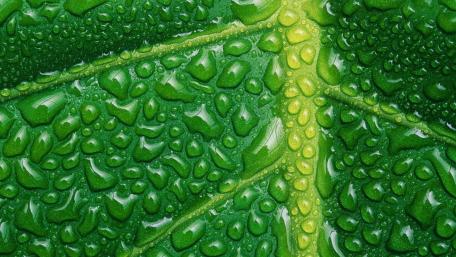 Nature's Dewy Embrace wallpaper