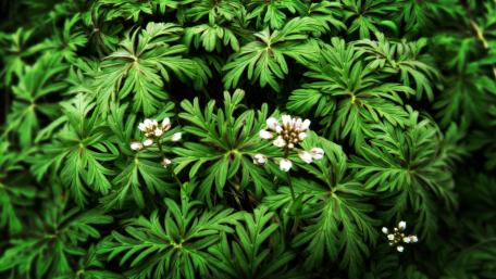 Delicate Blossoms Among Lush Greenery wallpaper