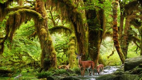 Deers in the rainforest wallpaper