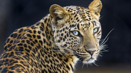 Jaguar looks back wallpaper
