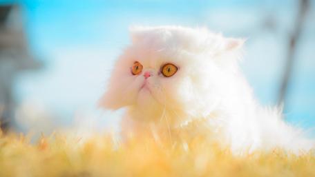 White cat wallpaper