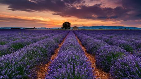 Valensole plateau, Provance, France wallpaper