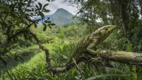 Green lizard in the green nature wallpaper
