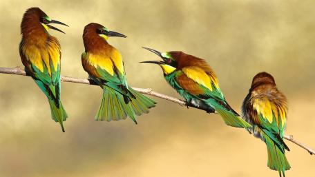 Small birds on a twig wallpaper