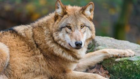 Beautiful wolf wallpaper