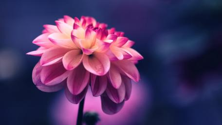 Pink Petals wallpaper
