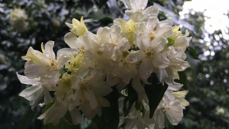 Delicate White Blossoms with Raindrops wallpaper