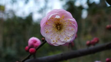 Plum blossom wallpaper