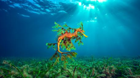 Seahorse wallpaper