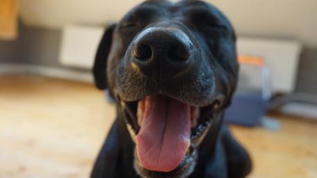 Joyful Canine Blissful Moment wallpaper