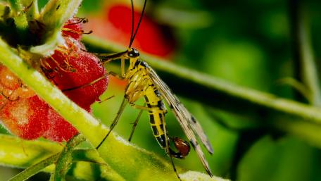 Insect macro photo wallpaper