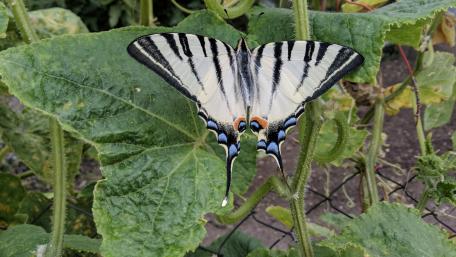 Majestic Butterfly on Green Leaves wallpaper