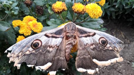 Majestic Butterfly Among Vibrant Flowers wallpaper