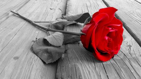 Romantic red rose wallpaper