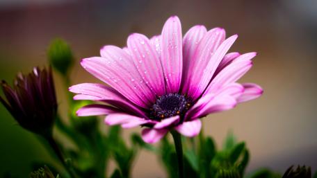 Delicate Pink Flower with Dew Drops Close-Up wallpaper