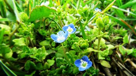 Beautiful blue flower wallpaper