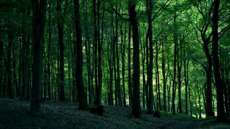 Green woods wallpaper
